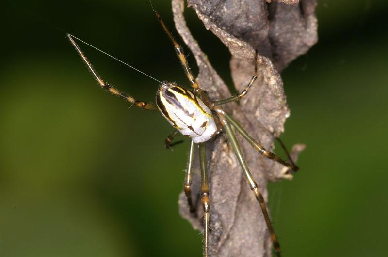 Leucage_granulata_D5297_Z_88_Milaa Milaa_Australie.jpg